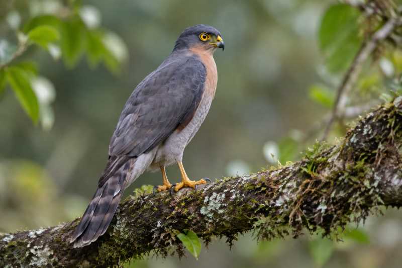 Image of a Plain-breasted Hawk in its natural habitat