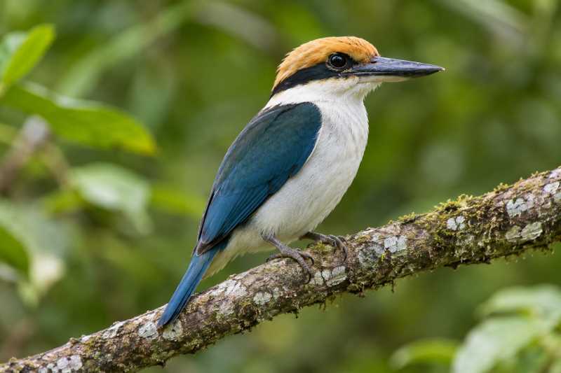 Image of a Pohnpei Kingfisher in its natural habitat