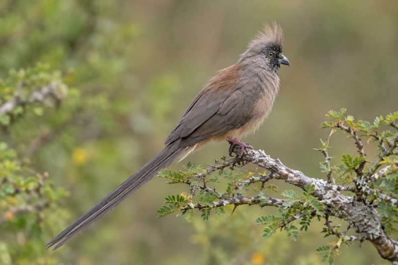 Image of a Red-backed Mousebird in its natural habitat