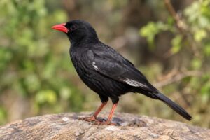 Image of a Red-billed Buffalo Weaver in its natural habitat