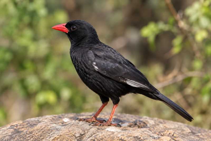 Image of a Red-billed Buffalo Weaver in its natural habitat