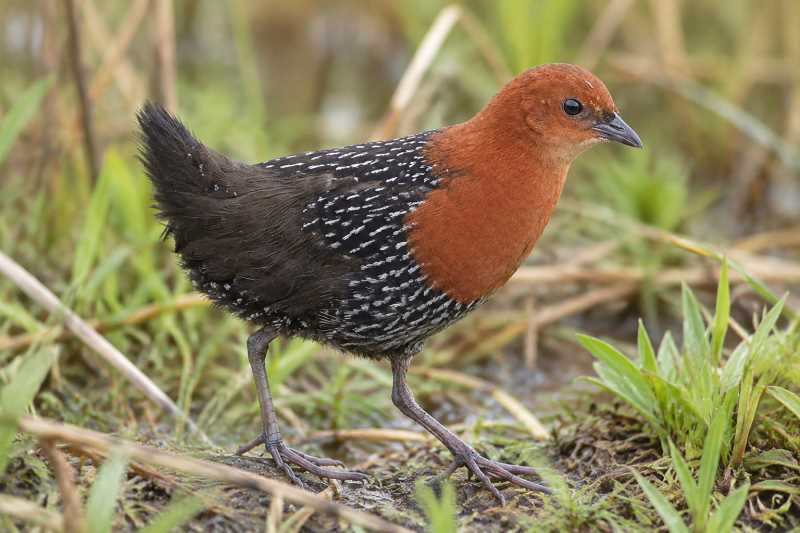 Image of a Red-chested Flufftail in its natural habitat