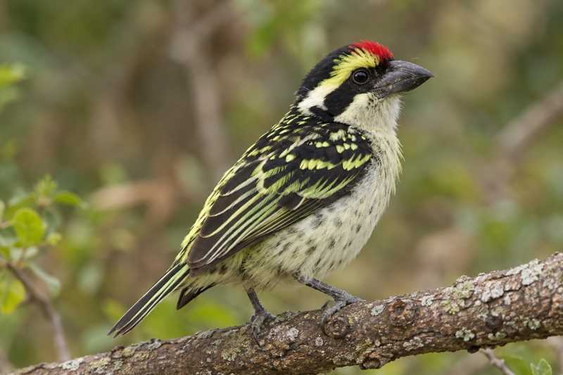 Image of a Red-fronted Barbet in its natural habitat