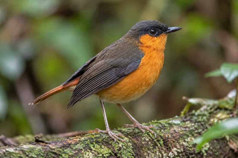 Image of a Rubeho Akalat in its natural habitat