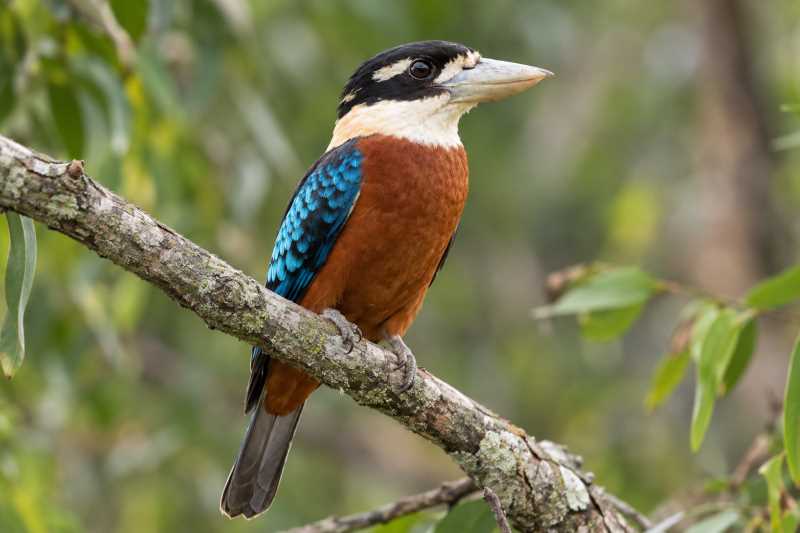 Image of a Rufous-bellied Kookaburra in its natural habitat