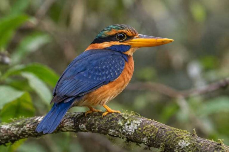 Image of a Rufous-collared Kingfisher in its natural habitat