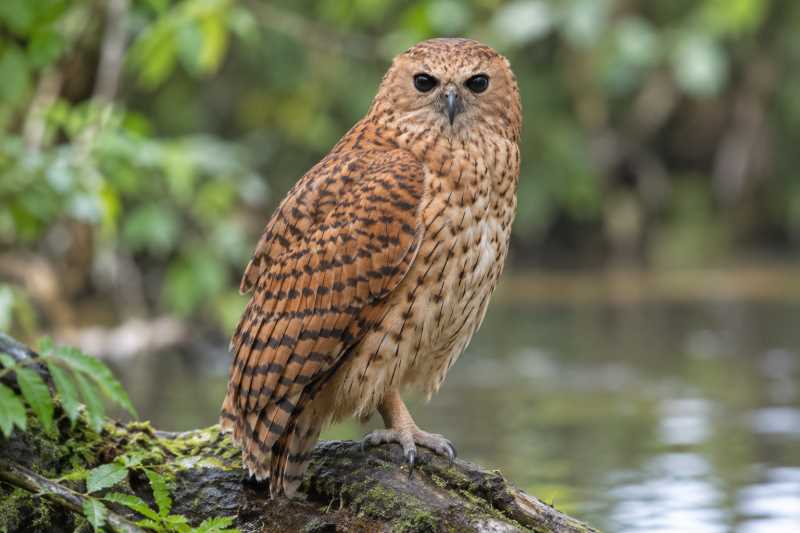 Image of a Rufous Fishing Owl in its natural habitat