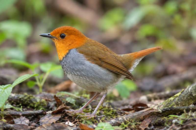 Image of a Rufous-headed Robin in its natural habitat