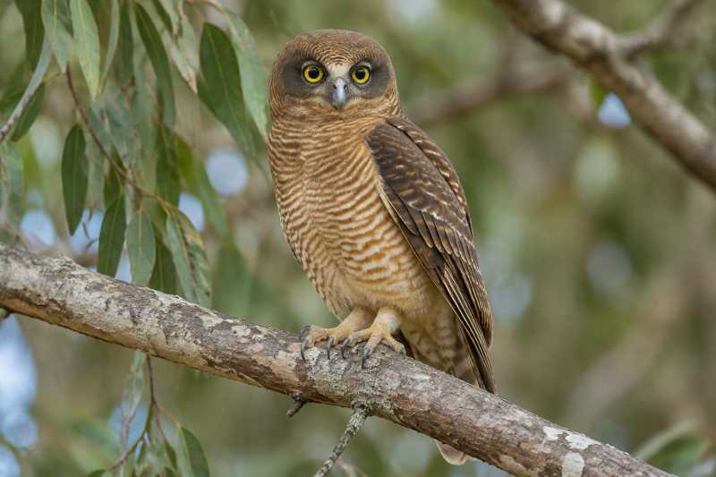 Image of a Rufous Owl in its natural habitat