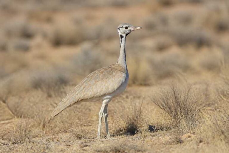 Image of a Rüppell's Korhaan in its natural habitat