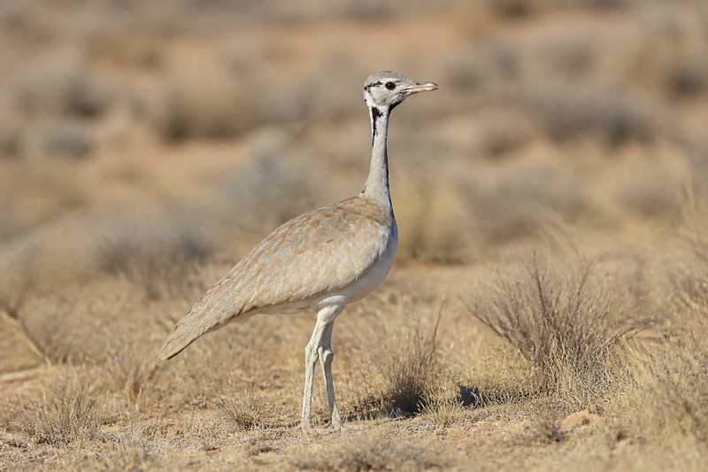 Image of a Rüppell's Korhaan in its natural habitat