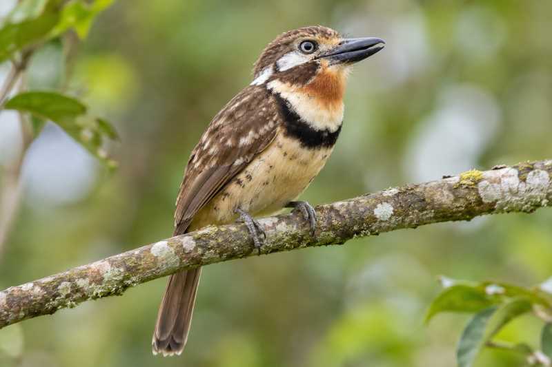 Image of a Russet-throated Puffbird in its natural habitat