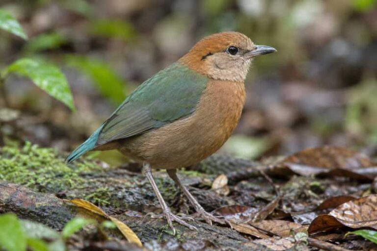 Image of a Rusty-naped Pitta in its natural habitat