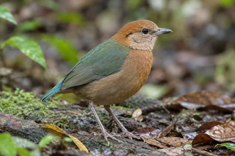 Image of a Rusty-naped Pitta in its natural habitat