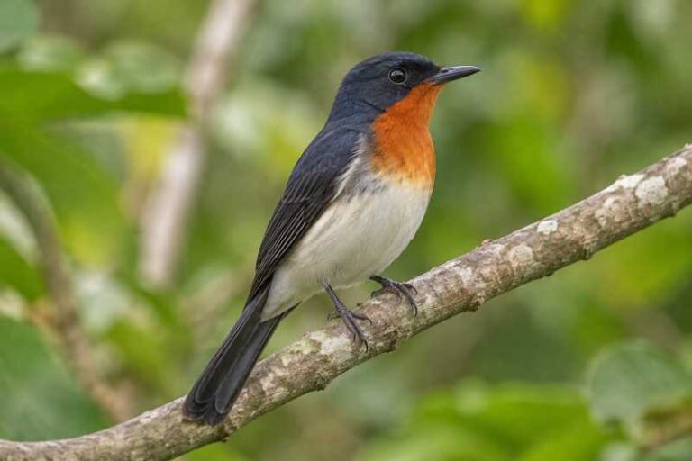 Image of a Samoan Flycatcher in its natural habitat