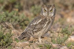 Image of a Sandy Scops Owl in its natural habitat