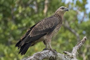 Image of a Sanford's Sea Eagle in its natural habitat