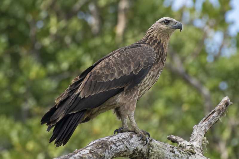 Image of a Sanford's Sea Eagle in its natural habitat