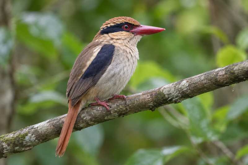 Image of a Sangihe Lilac Kingfisher in its natural habitat