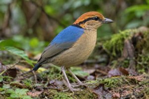 Image of a Schneider's Pitta in its natural habitat