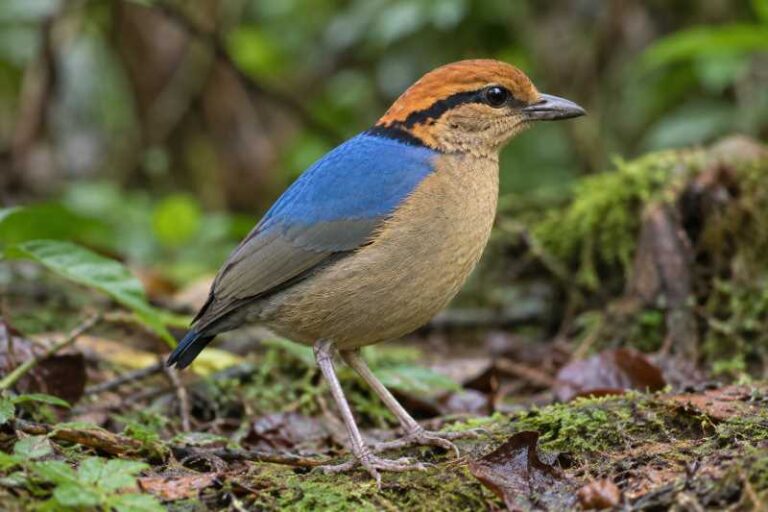 Image of a Schneider's Pitta in its natural habitat
