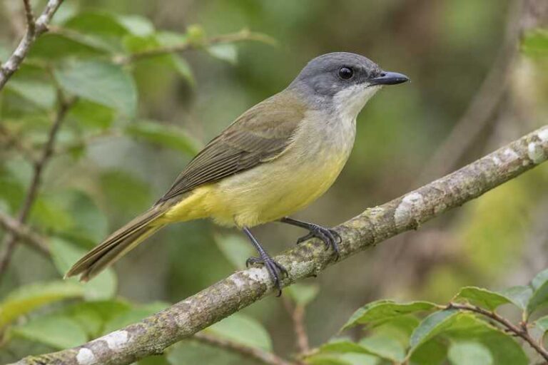 Image of a Selayar Whistler in its natural habitat