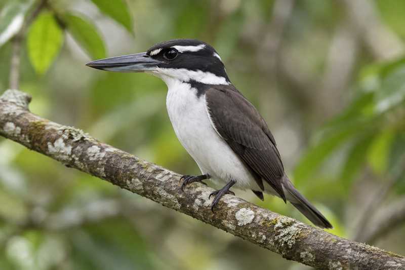 Image of a Sombre Kingfisher in its natural habitat