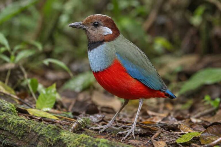 Image of a South Moluccan Pitta in its natural habitat