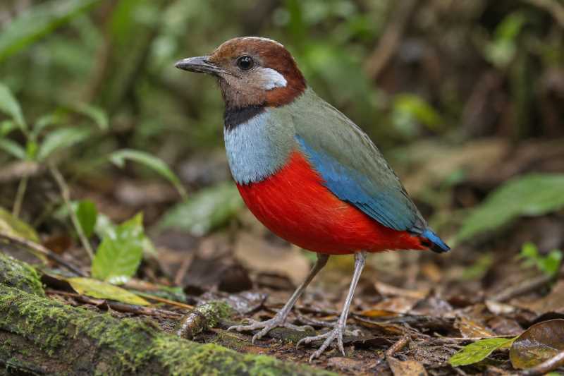 Image of a South Moluccan Pitta in its natural habitat