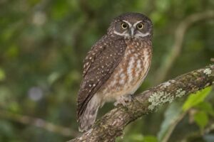 Image of a Speckled Boobook in its natural habitat