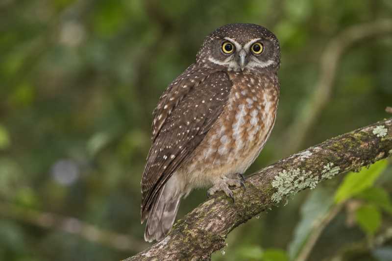 Image of a Speckled Boobook in its natural habitat