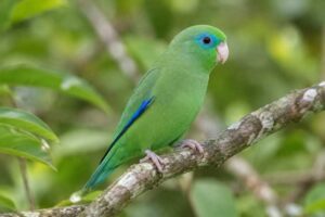 Image of a Spectacled Parrotlet in its natural habitat