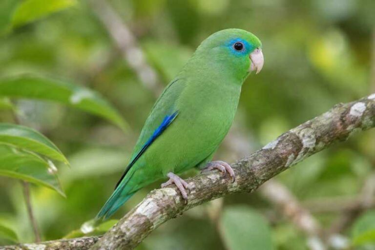 Image of a Spectacled Parrotlet in its natural habitat
