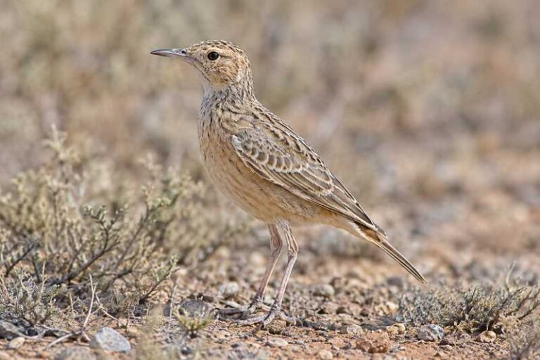 Image of a Spike-heeled Lark in its natural habitat