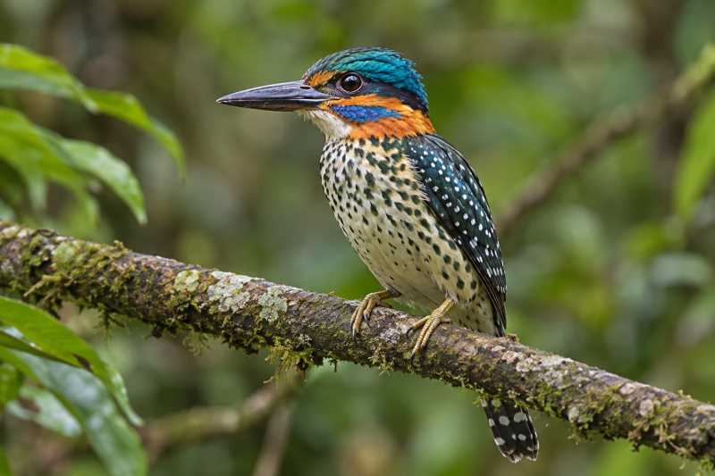 Image of a Spotted Wood Kingfisher in its natural habitat