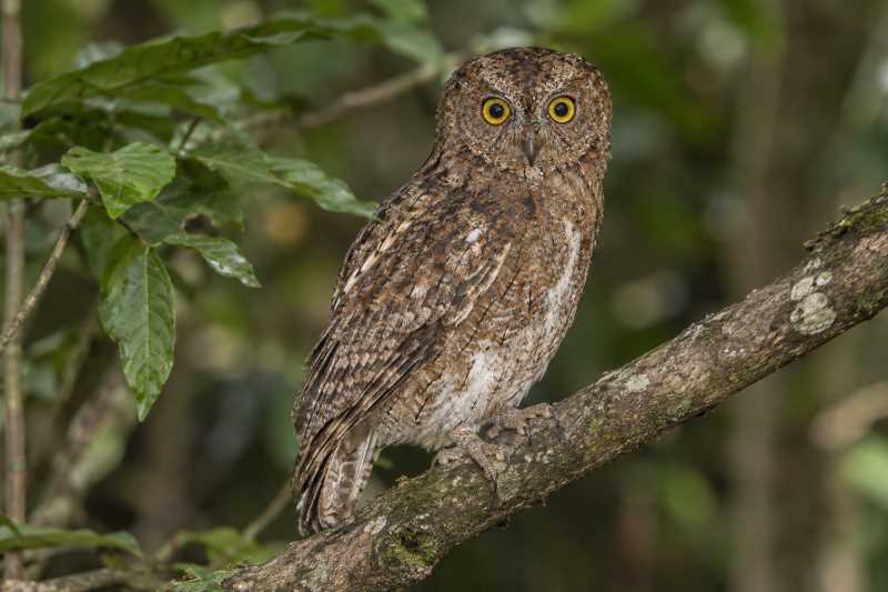 Image of a Sula Scops Owl in its natural habitat
