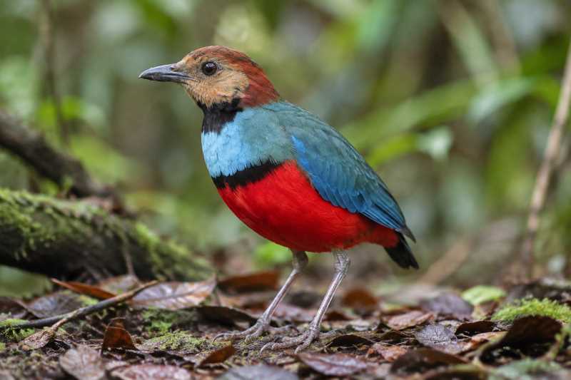 Image of a Sulawesi Pitta in its natural habitat