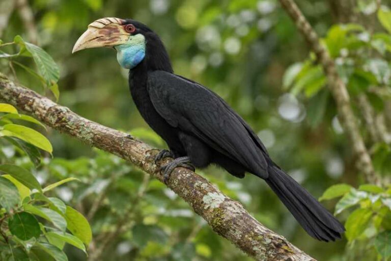 Image of a Sumba Hornbill in its natural habitat