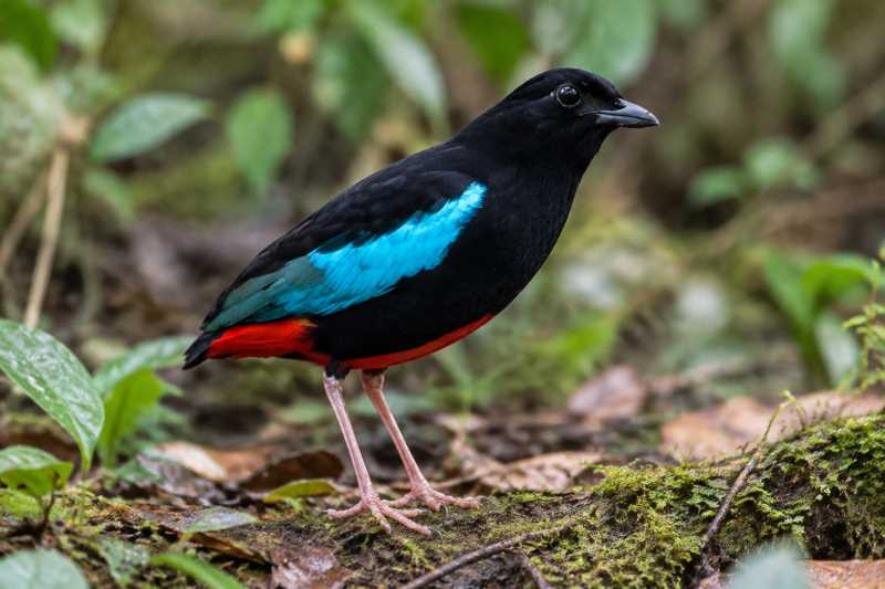 Image of a Superb Pitta in its natural habitat