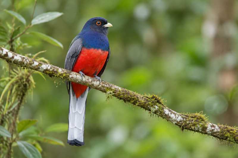 Image of a Surucua Trogon in its natural habitat