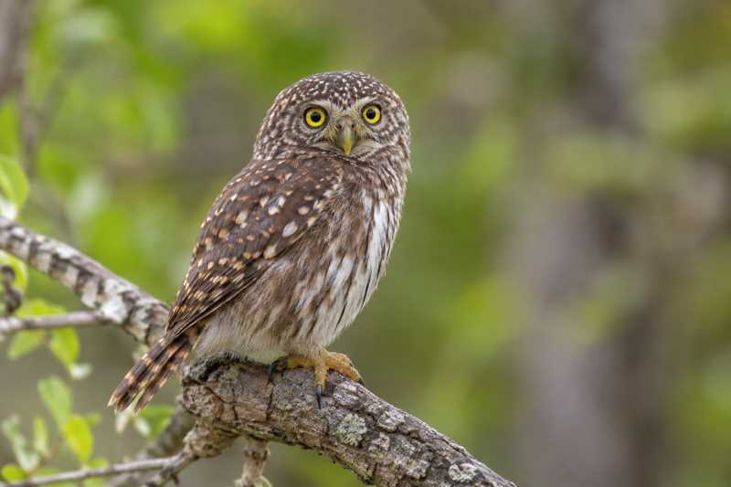 Image of a Tamaulipas Pygmy Owl in its natural habitat