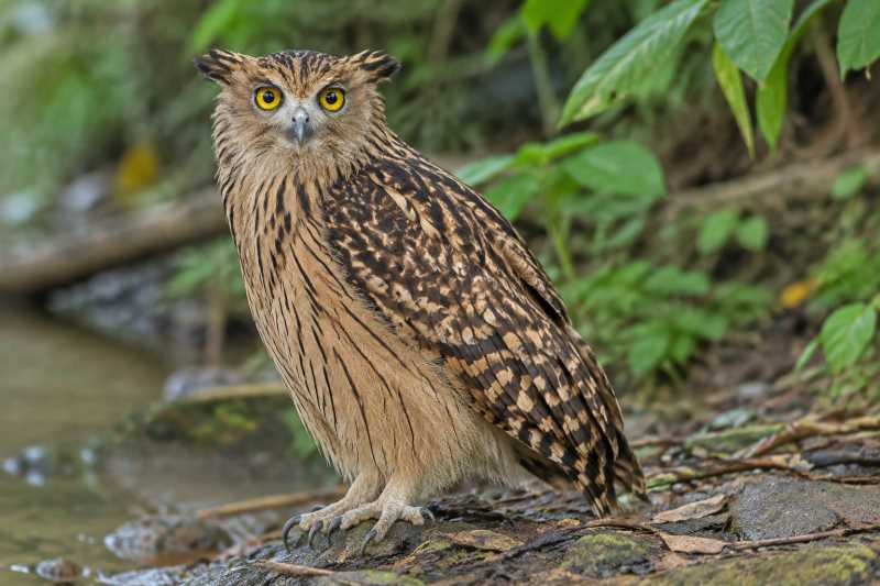 Image of a Tawny Fish Owl in its natural habitat
