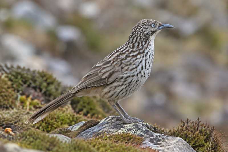 Image of a Tibetan Babax in its natural habitat