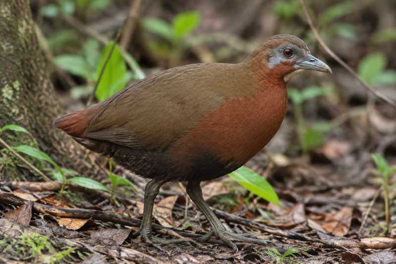 Image of a Tsingy Forest Rail in its natural habitat