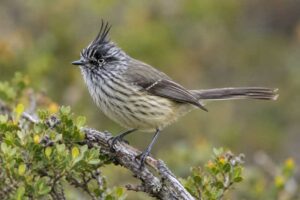 Image of a Tufted Tit-Tyrant in its natural habitat