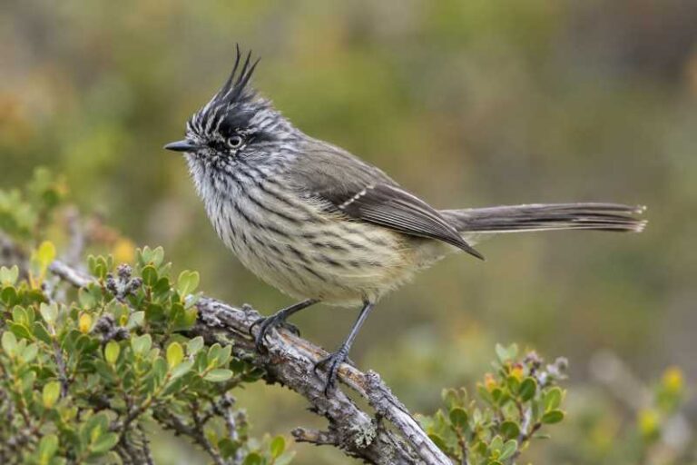 Image of a Tufted Tit-Tyrant in its natural habitat