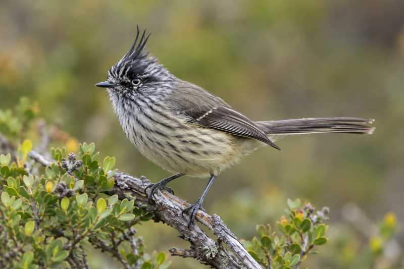 Image of a Tufted Tit-Tyrant in its natural habitat