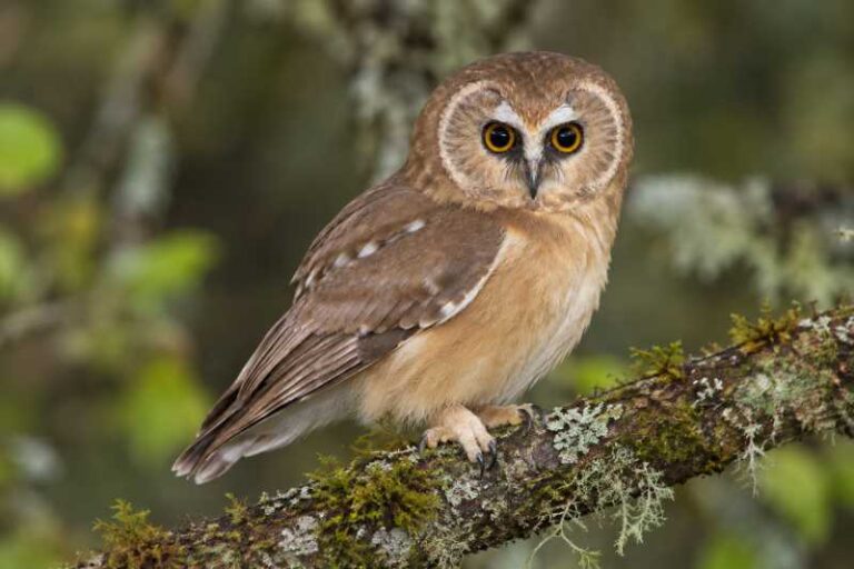 Image of a Unspotted Saw-whet Owl in its natural habitat