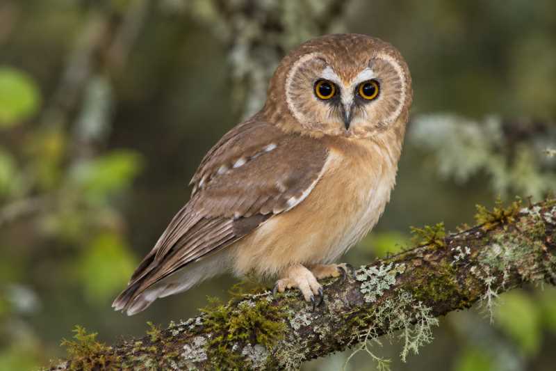 Image of a Unspotted Saw-whet Owl in its natural habitat