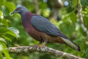 Image of a Vanuatu Imperial Pigeon in its natural habitat